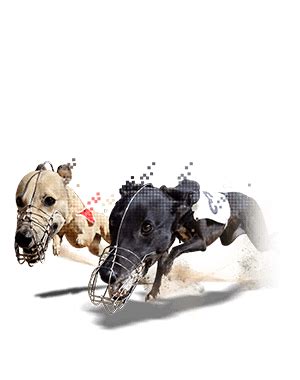 Greyhound Racing Meetings & Greyhound Results » Paddy Power™.